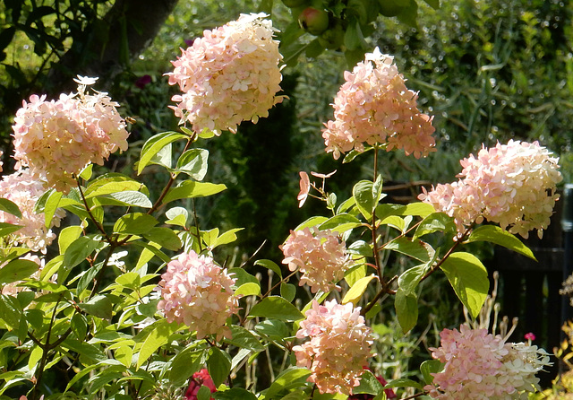 050 Hydrangea paniculata - Sorte der Rispenhortensie