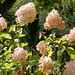 050 Hydrangea paniculata - Sorte der Rispenhortensie