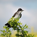 Eastern Kingbird