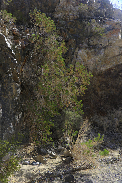 Hiking to Darwin Falls