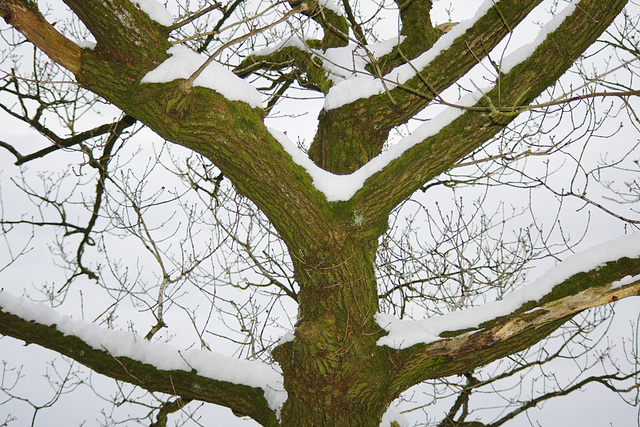 snowy branches