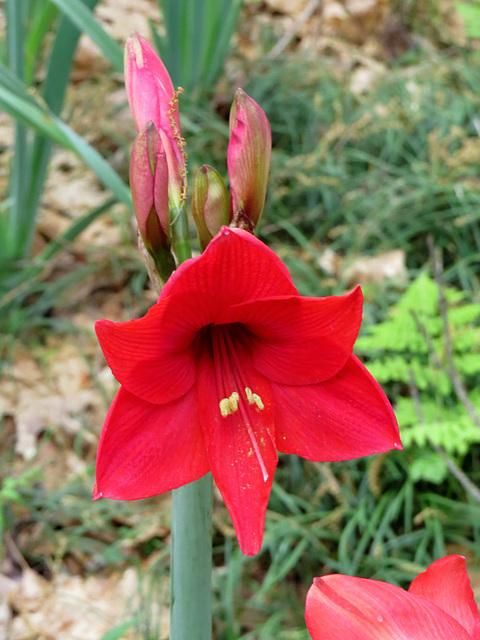 Amaryllis flower