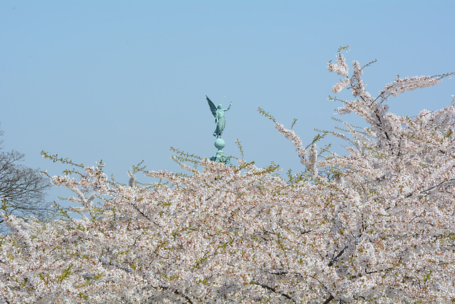 Flowering Sakura in Copenhagen