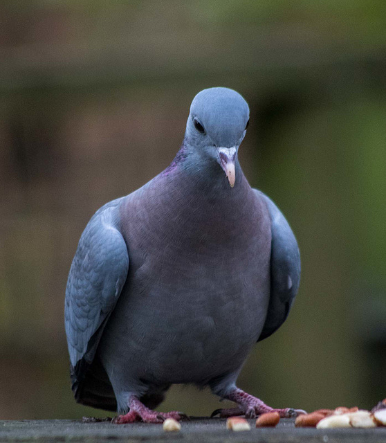 Stock dove1