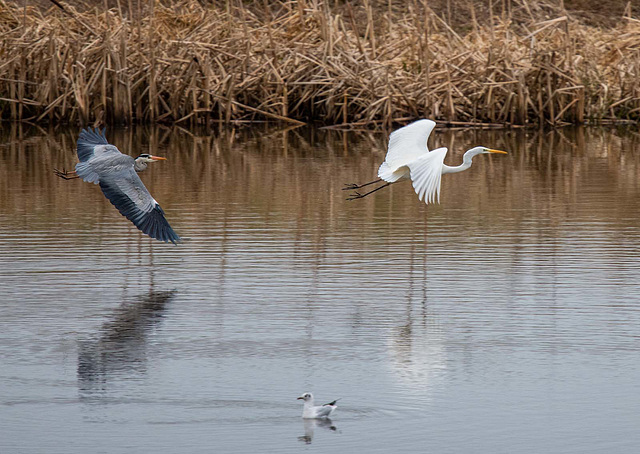 Heron and a great white egret