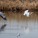 Heron and a great white egret