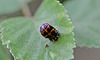 20110519 3158+59RMw [D~MI] Marienkäfer-Puppe, Großes Torfmoor, Hille