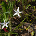 Campanula patula var. albiflora Syr.