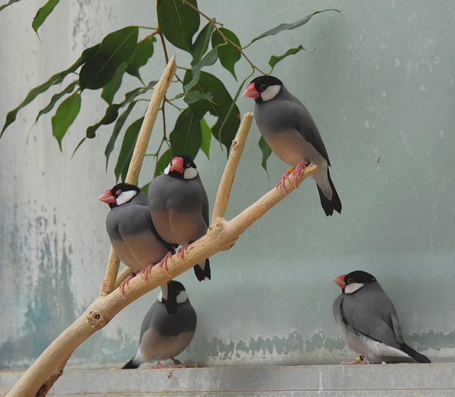 Java Sparrows - 3 August 2020