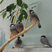Java Sparrows - 3 August 2020