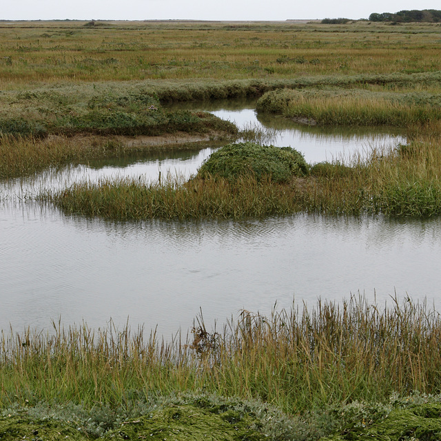 Salt-marsh