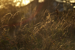 A Wee Peek At A Glorious Afternoon