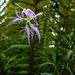 20220908 1644CPw [D~LIP] Pracht-Nelke (Dianthus superbus), UWZ, Bad Salzuflen