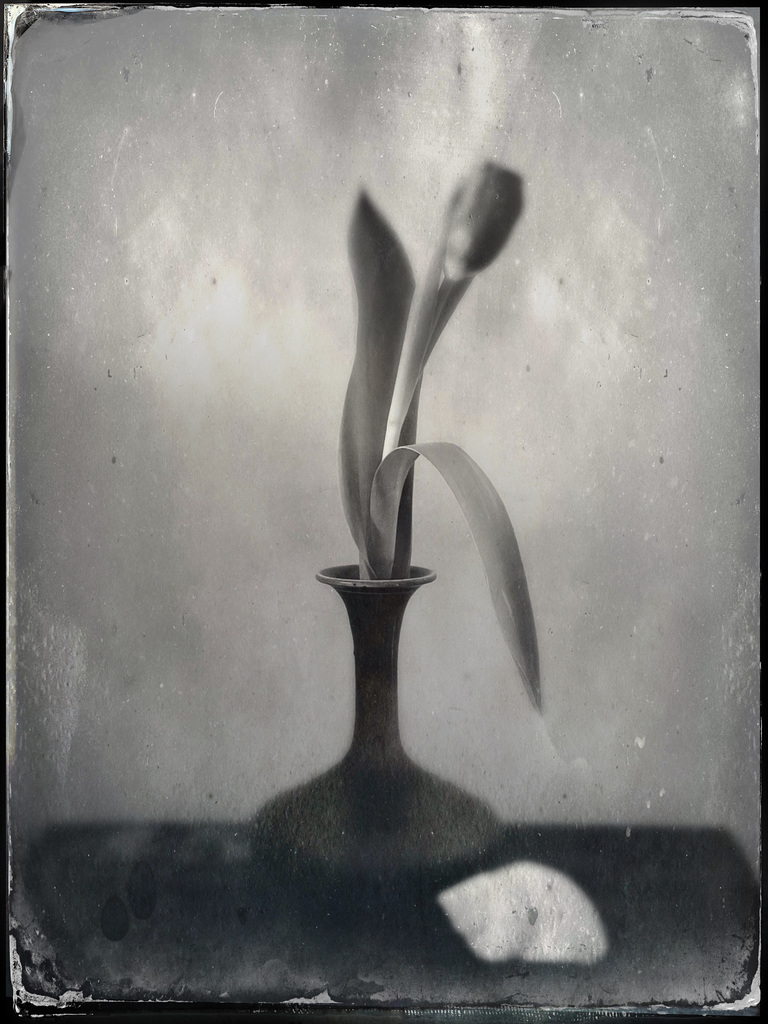 tulip