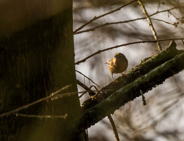 Goldcrest