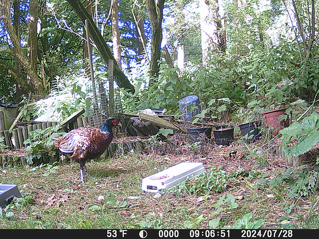 gct[5] - pheasant visiting {28July2024}