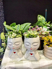 Potted plants.