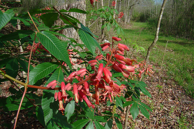 Red Buckeye