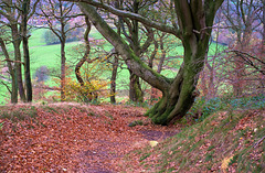 Path on Shire Hill