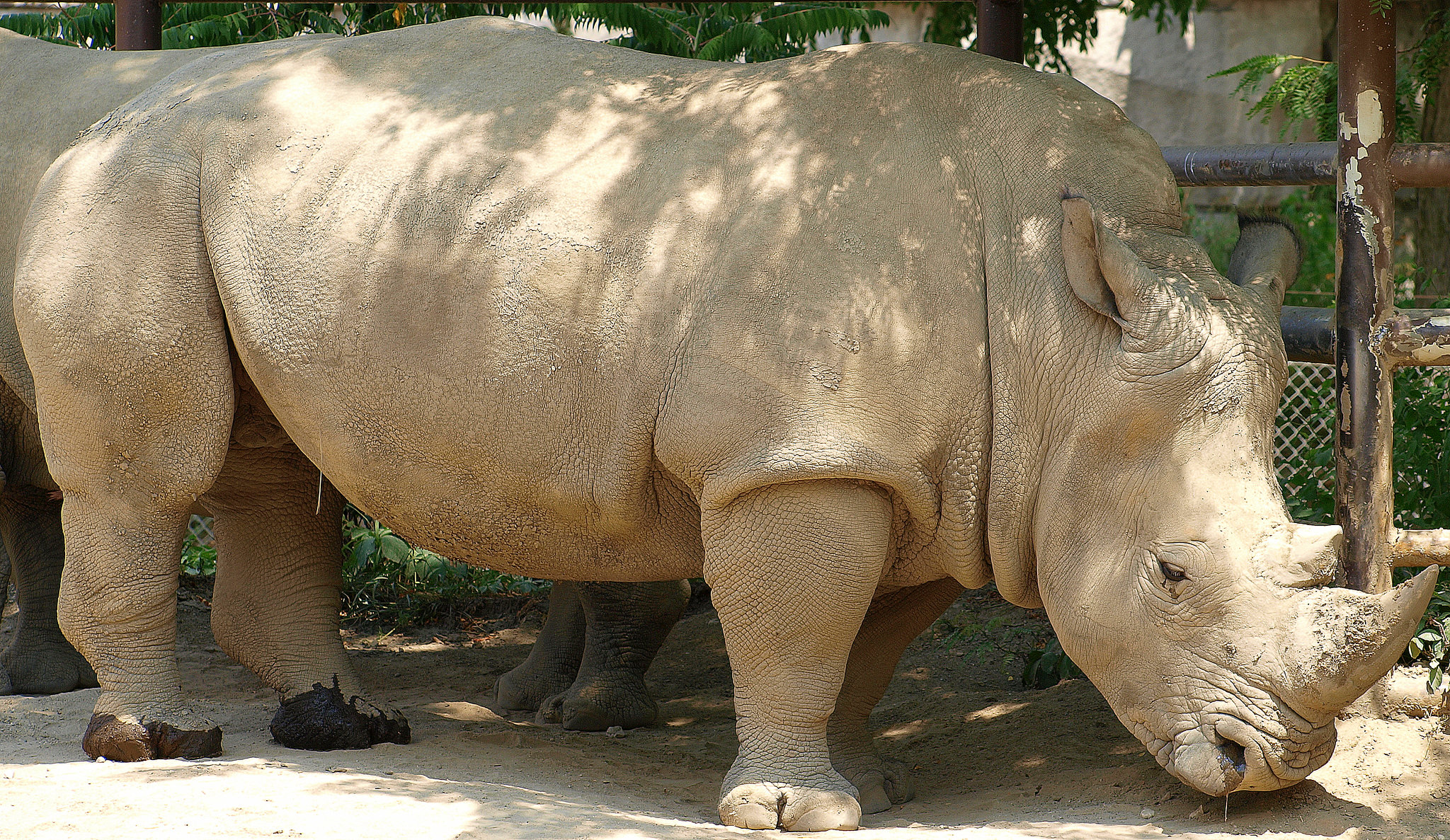 Rhino at Indianapolis Zoo