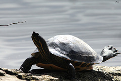 Toute tortue! On se détent!