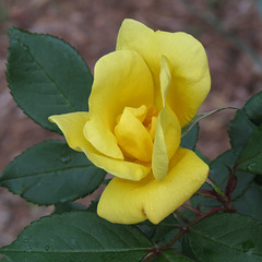 A yellow rose