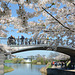 Flowering Sakura in Copenhagen