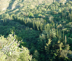 A line of cypress trees