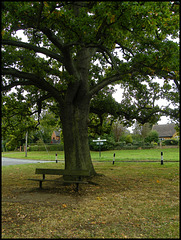 Adderbury oak