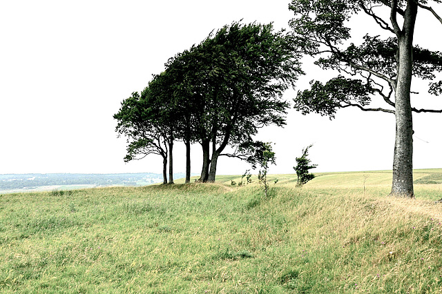 Roundway Down