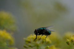 DSCF1365