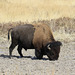 Bison