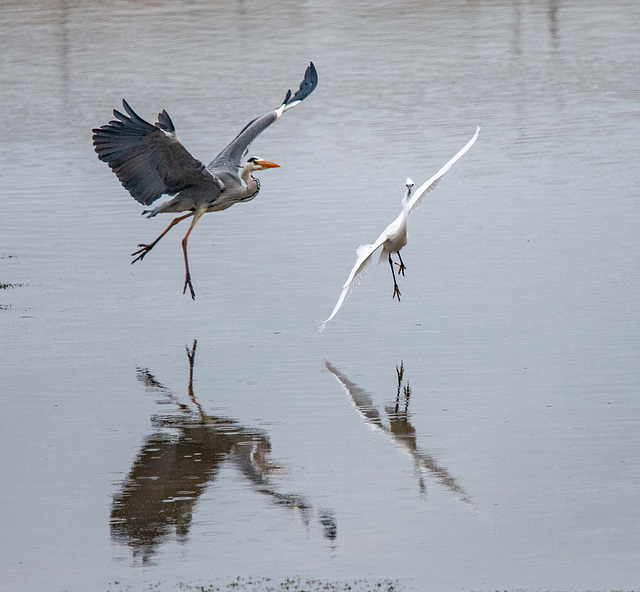 Heron and a little egret