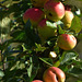 Époque des pommes