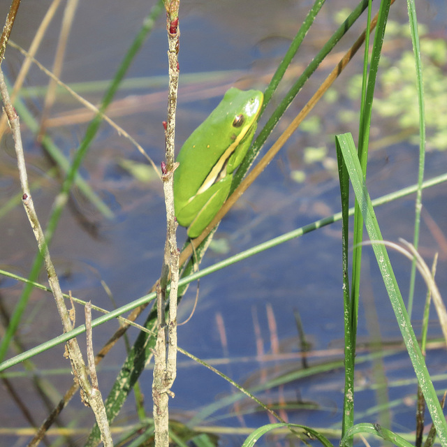 Green tree frog