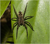 IMG 7458 Spider