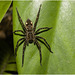 IMG 7458 Spider
