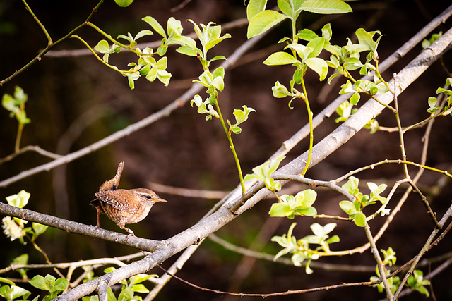 Wren