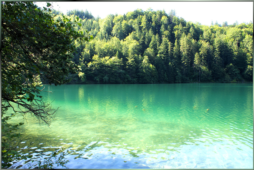 Der Alatsee kann auch 'Grün'...    The Alatsee can also 'green'... ©UdoSm