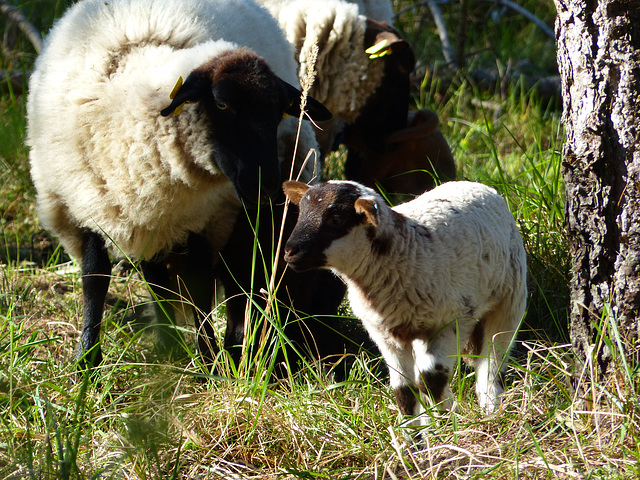 Transhumance du 5 mai 2016