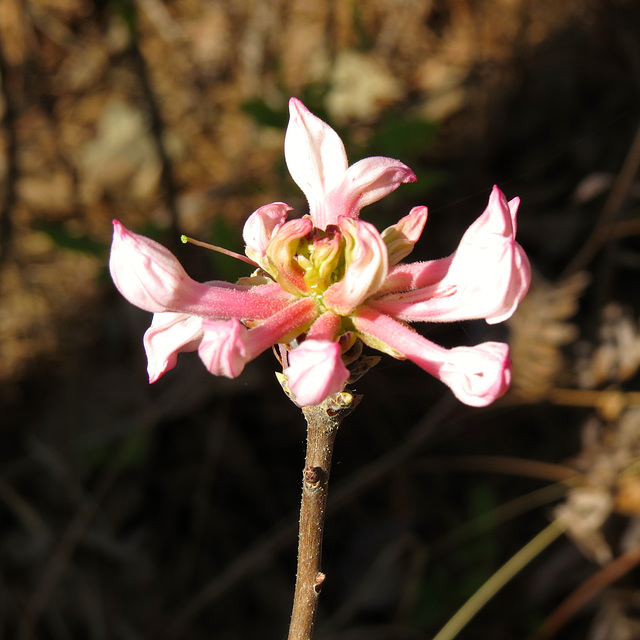 Rhododendron canescens