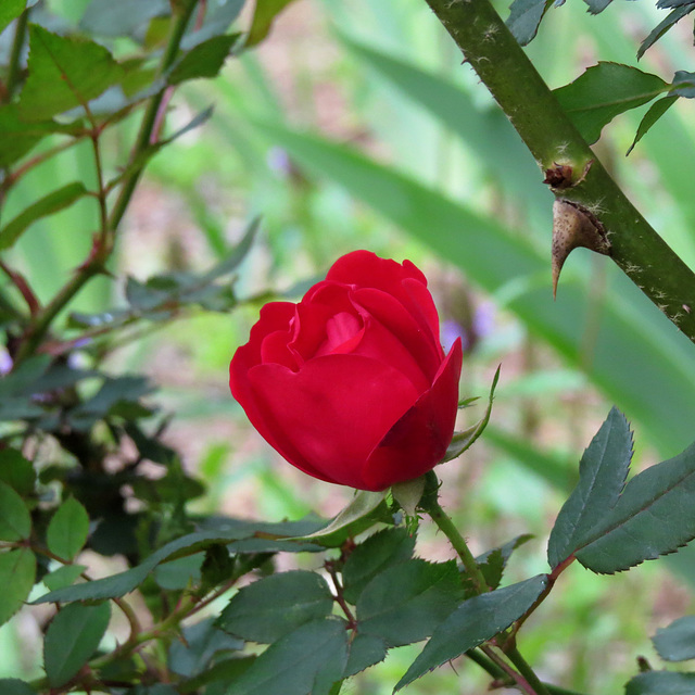 A red rose