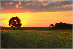 German   Field