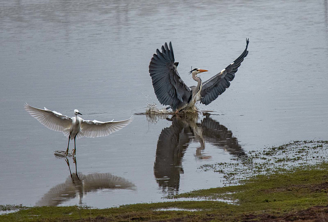 Little egret and a heron