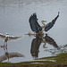 Little egret and a heron