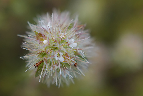 Thymus mastichina, Lamiales, Bela-luz, sal-puro, tomilho-alvadio-do-algarve