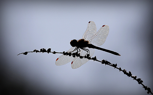 Silhouetter le sympetrum...