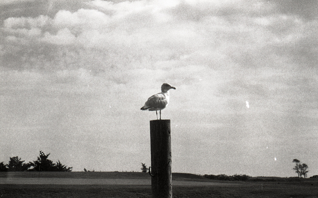 Gull