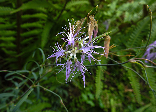20220908 1646CPw [D~LIP] Pracht-Nelke (Dianthus superbus), UWZ, Bad Salzuflenn
