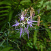 20220908 1646CPw [D~LIP] Pracht-Nelke (Dianthus superbus), UWZ, Bad Salzuflenn